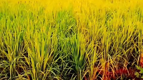 beautiful village Life