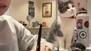 This cat must have been a class teacher in his previous life.