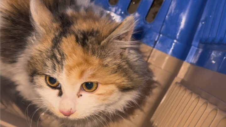 ปล่องระบายอากาศจัดการลูกแมวตัวใหม่อีกแล้ว พอเสร็จงานนี้ก็ไปลักพาตัวแมวสามสีสุดสวยอีกตัว!