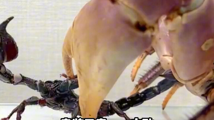 ทำไมสัตว์ขนาดใหญ่ทุกตัวถึงไม่มีพิษ