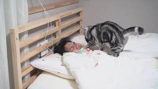 家里有只说四川话的猫是真的烦人！