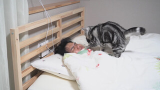It's annoying to have a cat with a Sichuan dialect!