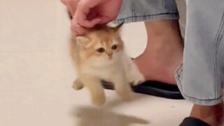 Cat: "Darn it! I've been played!"