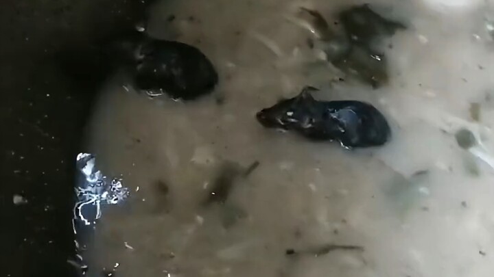 One mouse can spoil a whole pot of soup, but since there are two mice, it’s still fine—you can still