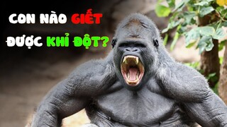 6 Loài Động Vật Nào Có Thể Đánh Bại KHỈ ĐỘT? - HKP