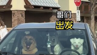 Those hilarious animal videos!