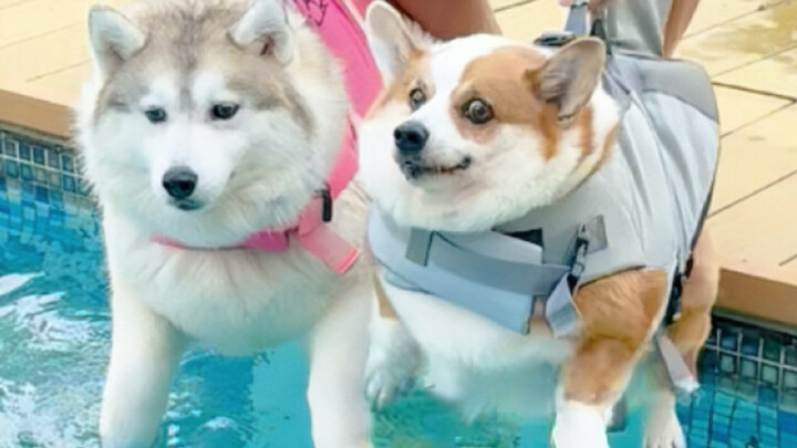 Anjing Corgi berenang vs anjing Husky berenang