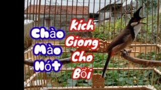 Luyện chào mào bổi hót giọng âm kép.chào mào hót kích bổi sổ giọng#luyệnchàomàohót