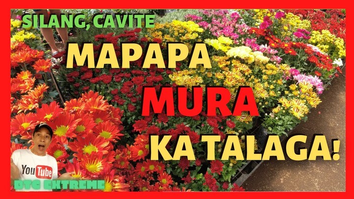GARDENS in SILANG CAVITE | Plants For Sale at Cheapest Prices