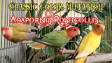 Classic Color Mutation of Agapornis Roseicollis | Peach Faced Lovebirds | Rosy Faced Lovebirds