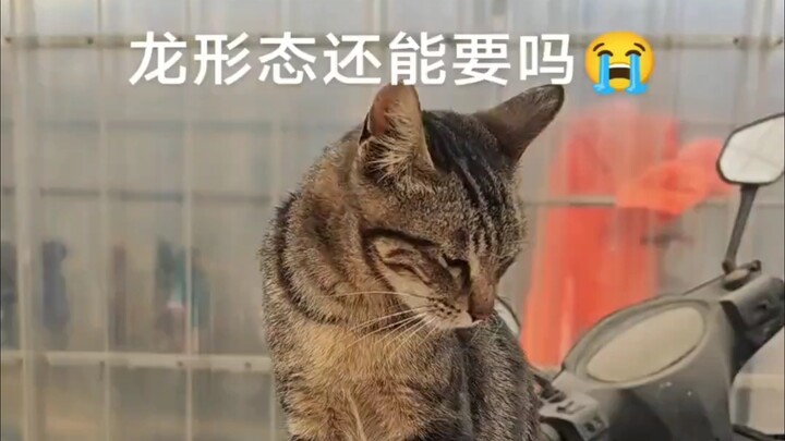 Mọi người ơi, con mèo này còn nuôi được không vậy? Cho ăn ba ngày rồi, cứ gặp là lập tức bật chế độ 