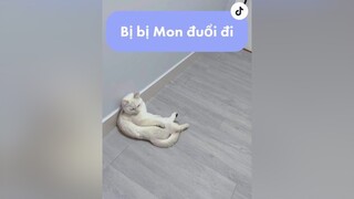 Không có hồi kết luôn mọi người tư vấn giúp tui đi 🥲 nhacona fypシ trending cat meow mèo petlover