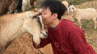 回村的诱惑