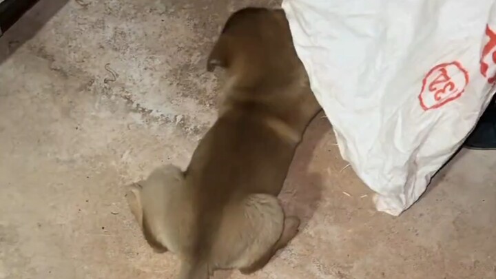 جدة اشترت كلبًا ترابيًا صغيرًا بـ50 يوانًا أثناء ذهابها إلى السوق.