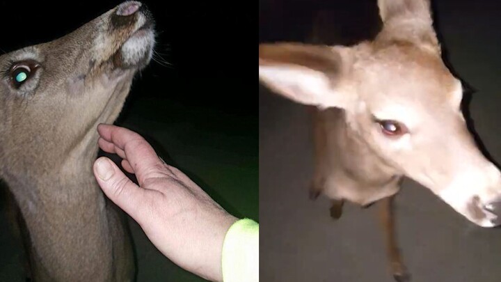 A special fate: an American woman was walking home in the middle of the night and met a deer who acc