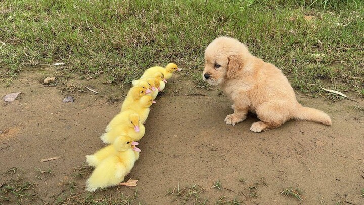 Little ducklings follow the dog’s lead on an outing
