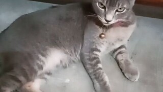 humpy taray yan.