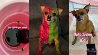 我吉娃娃不是人，但铲屎官你是真的狗