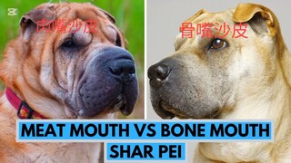 沙皮狗（Shar pei dogs)