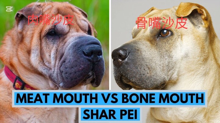 沙皮狗（Shar pei dogs)