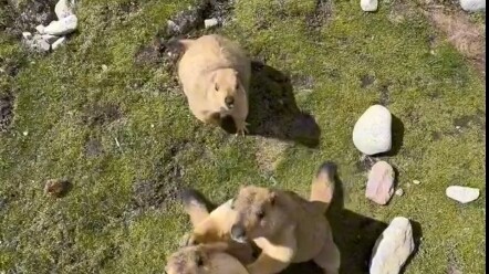 เค้กสองชิ้นเรียกฝูงหนูออกมา!