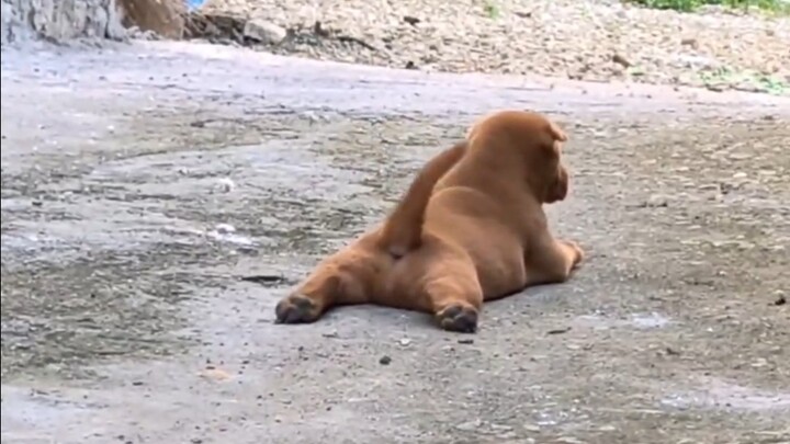 Carefree little mutt is the cutest!