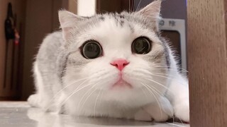 Cats battle the tissue-spitting monster! Both scared and curious!