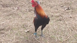 Mr.B Gf late born banded Gilmore over tornado