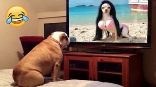 Funniest Dog Reactions to Being Left Home Alone 😹🐶  | Pets Island