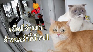 เมื่อมีช่างมาล้างแอร์ที่บ้าน สองแมวจะทำยังไง