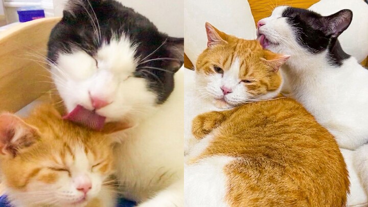 Some cats grow bigger (fatter) by licking