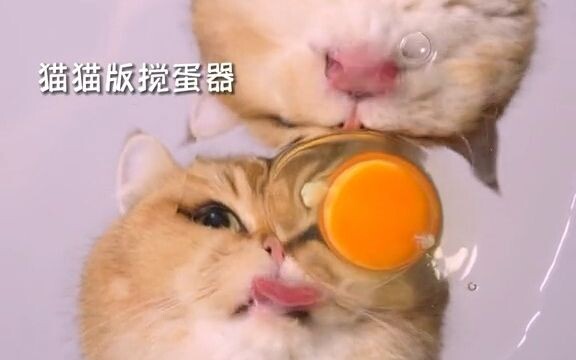 是猫咪打蛋器耶~