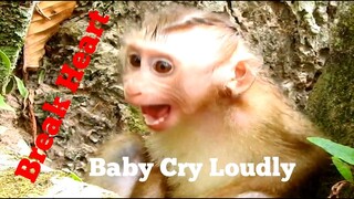 Break Heart, Baby Monkey Seizure Crying Loudly, Pity Baby Monkey Cry Angry No Reason