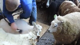 Peliharaan Imut-Domba: Aku Memang Suka Melihatmu Bercukur