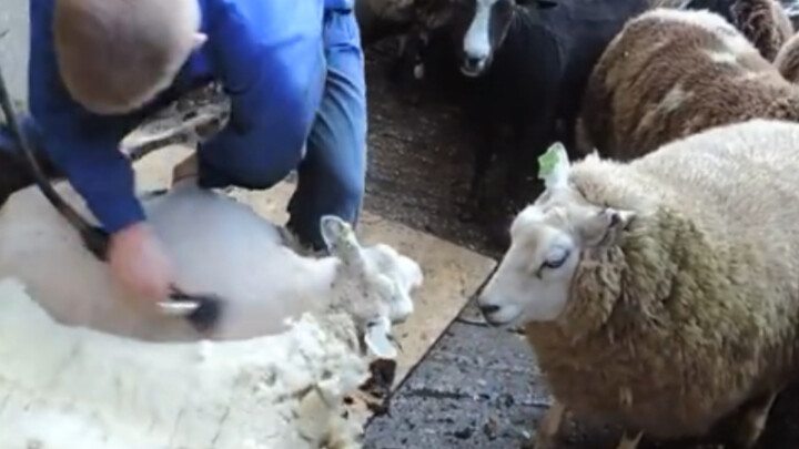【Animal】Sheep Shearing