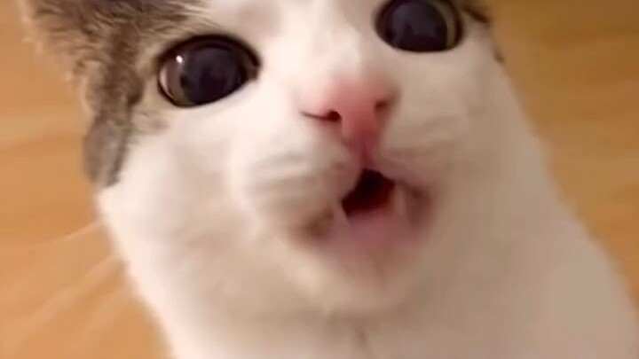 Video asli meme kucing kecil mengunyah sesuatu