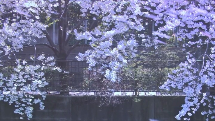 Let's take a look at Shunji Iwai's Japanese romance