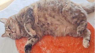 Kamu sentuh, perutku benar-benar kosong