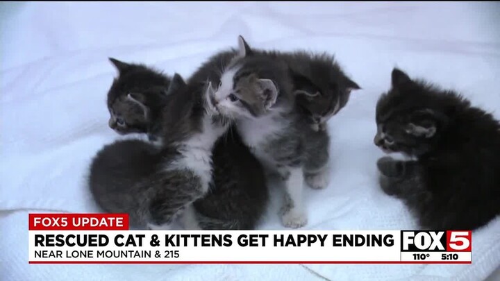 Rescused cat and kittens get happy ending