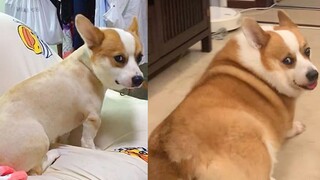 有的柯基长着长着就成猪了...