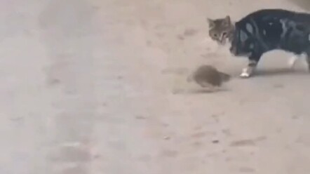 “ช่วงเวลาล้างแค้น” แมว: คราวนี้หน้าแตกไปเลย!