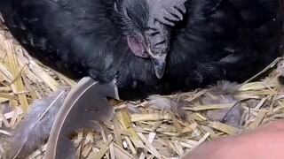 Ayam: Sialan saya
