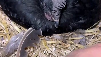 Gà: Mẹ nó