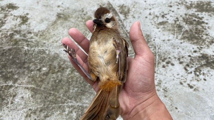 ชีวิตประจำวันของนกตัวเล็กหลังถูกปล่อย ไปดูกันว่าตอนกลางคืนมันนอนที่ไหน แม้จะไม่ได้ให้อาหารมัน แต่มัน