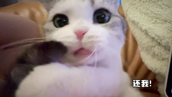 Kucing menjadi pemimpin sejenak berkat menangkap lebah