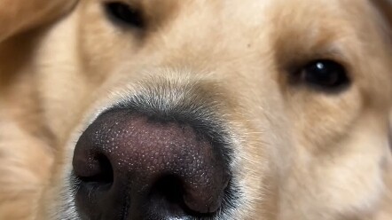 Ketika kamu membangunkan anjing yang sedang terlelap tepat pukul dua belas malam, akibatnya bisa san