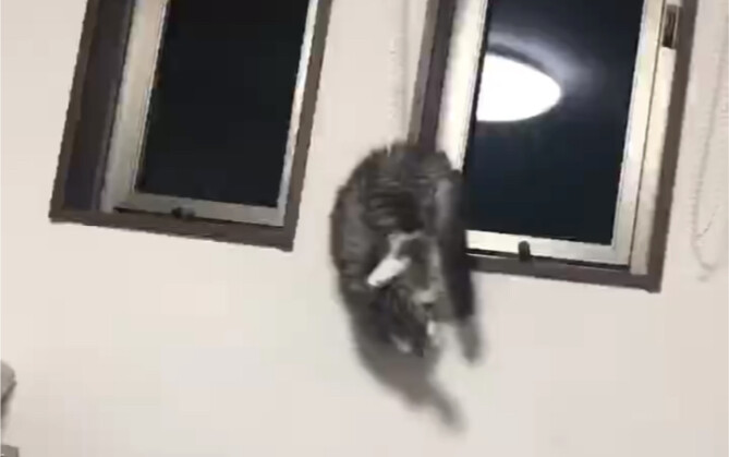Meow meow meow? ?