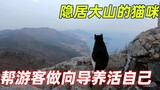一只猫隐居山顶五年，帮游客做向导来换取食物，活出了猫生的巅峰