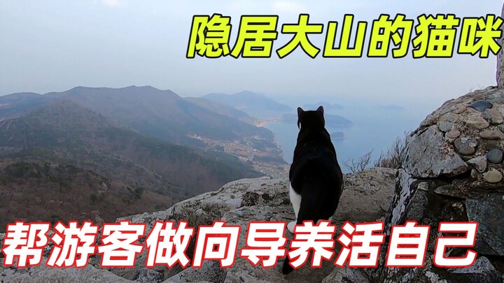 一只猫隐居山顶五年，帮游客做向导来换取食物，活出了猫生的巅峰