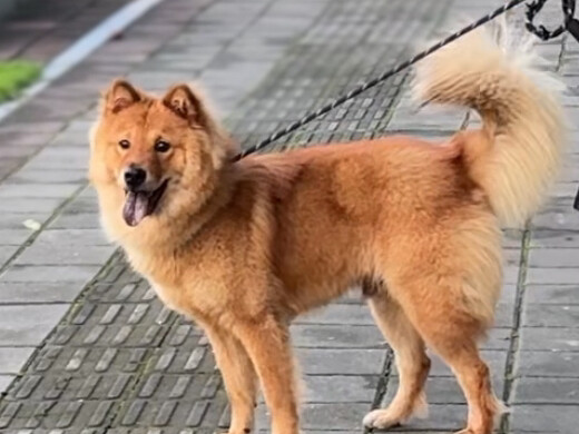 【Semesta Angin Dingin】Kehidupan setelah memelihara anjing, bikin nangis